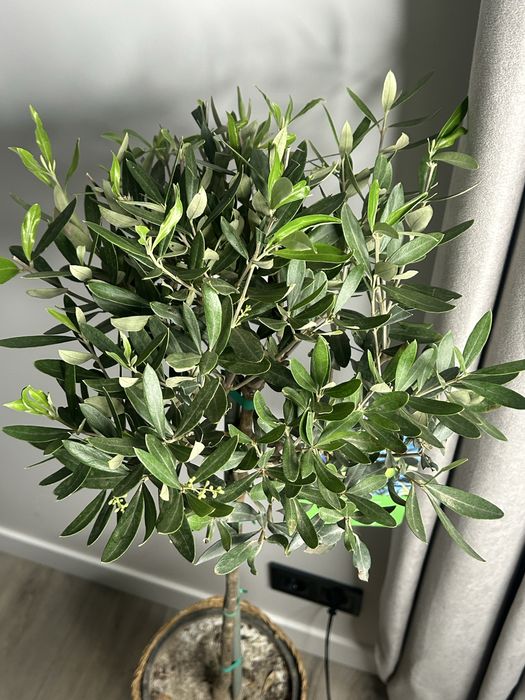 Оливкове дерево у плетеному кашпо