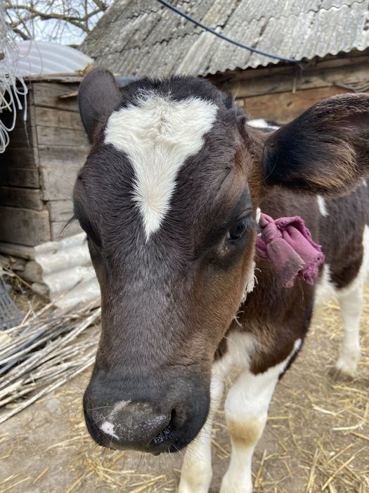 Продам  двомісячного бичка на утримання