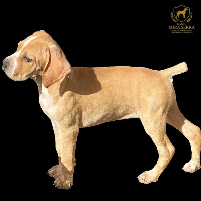 Perdigueira Portuguesa