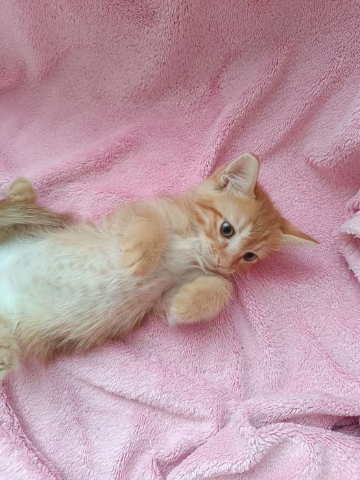 Віддам котяток даром