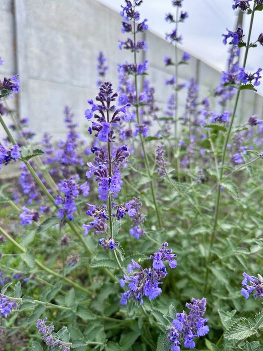 Котовник Фассена Walker’s Low