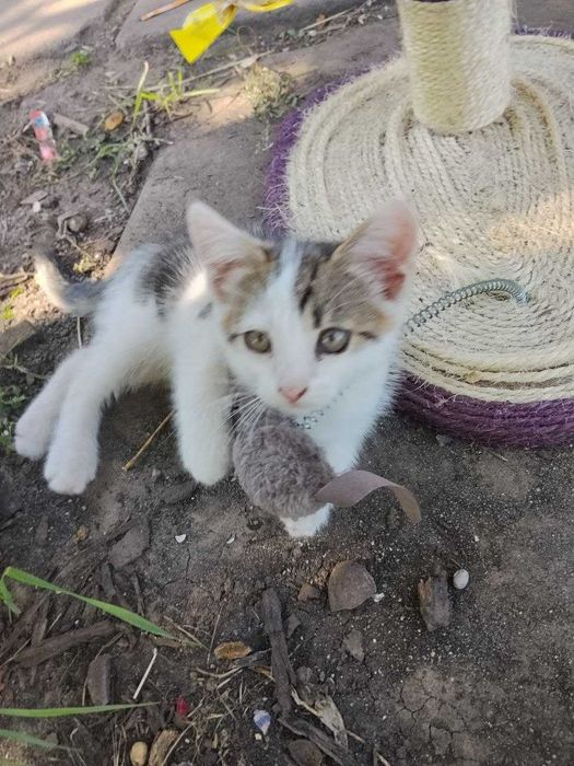 Котик 4 месяца ищет семью