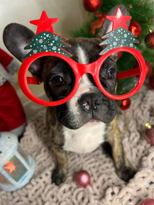 Французькі бульдожки