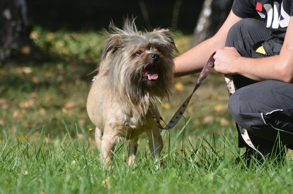 Miecio-do adopcji