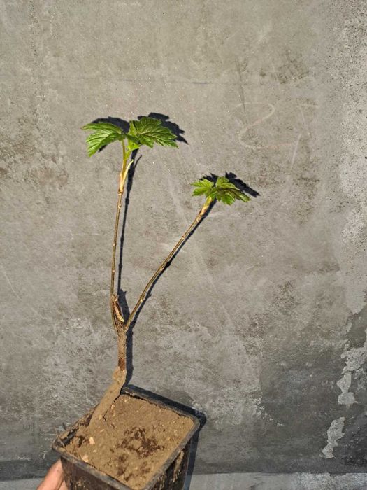 Árvore - Acer pseudoplatanus- Várias dimensões