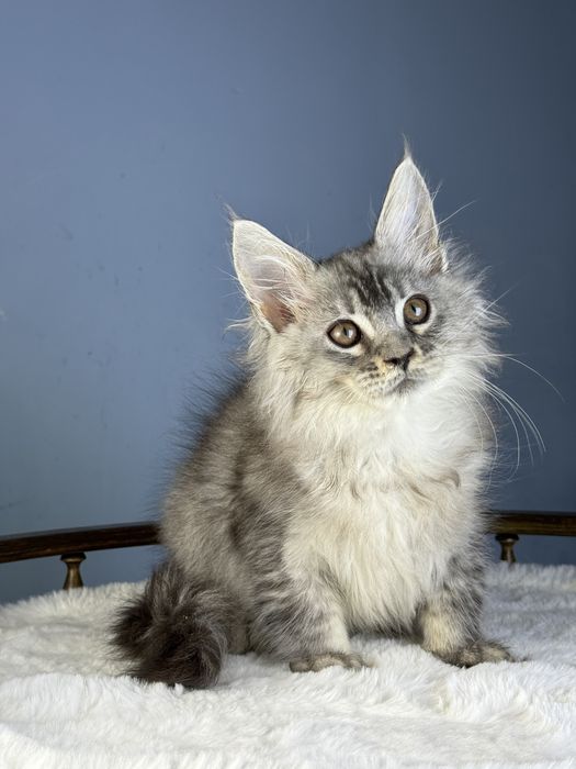 Тикированый мальчик на высоком серебре 3 месяца крупный мейн кун