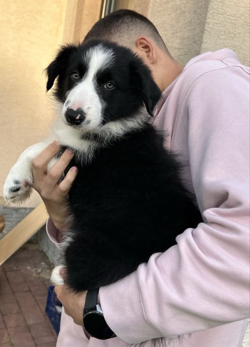 Border collie boss