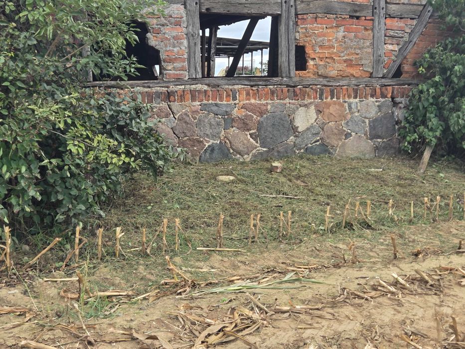 Usługa wykaszania zaniedbanych terenów zielonych