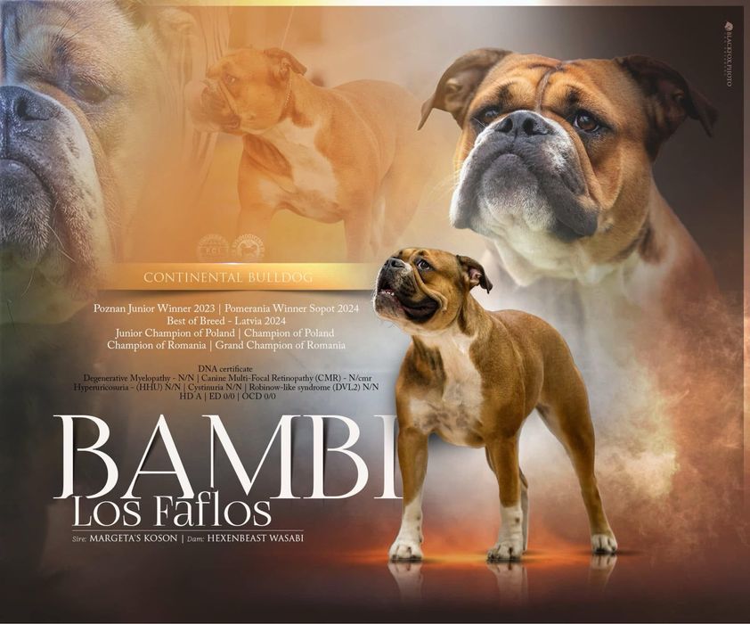 Buldog Kontynentalny