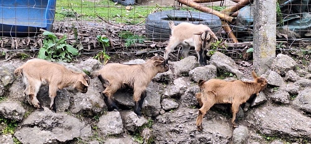 Cabras anãs  femeas
