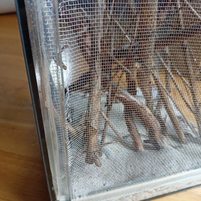 Terrarium  z siatką