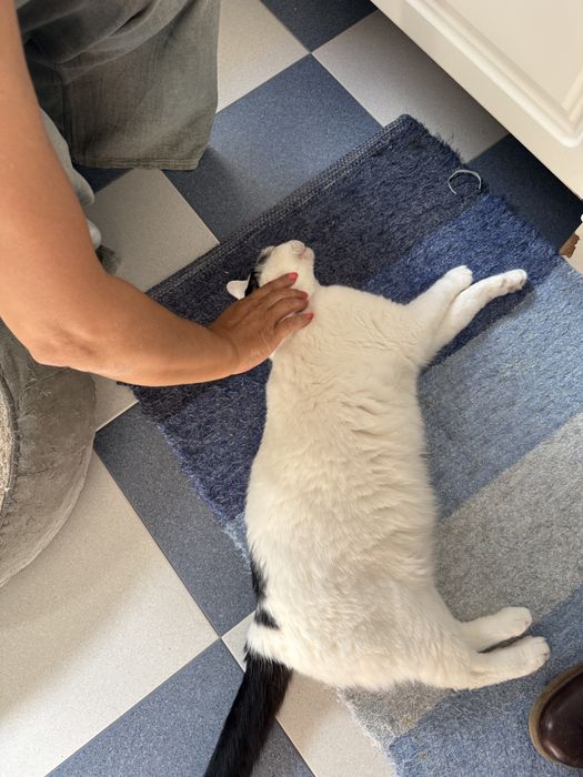 gato para adoção responsável