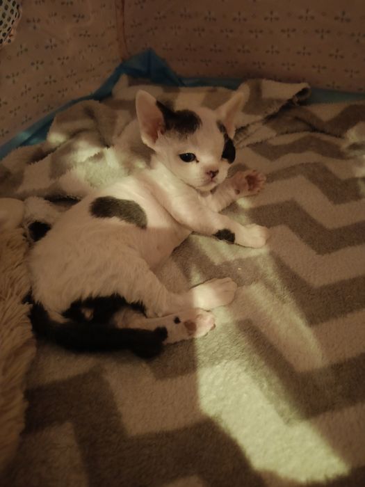 Devon rex kocurek