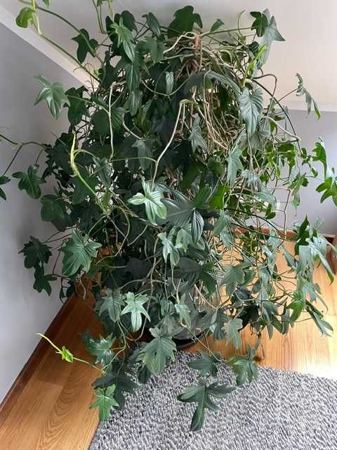 Duży kwiat doniczkowy 150 cm – piękny rozrośnięty okaz + doniczka