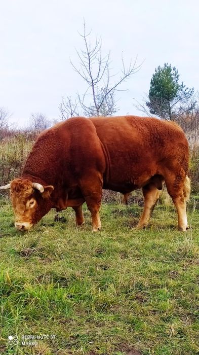Jałówki limousine LM pod oceną PZHiPBM
