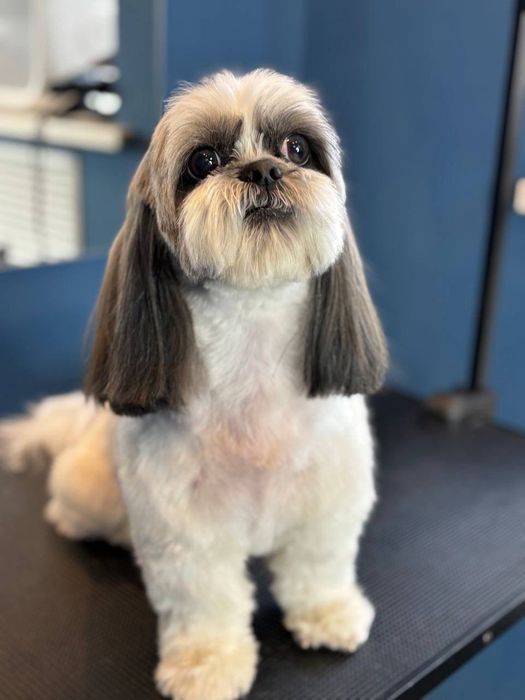 Курси.Навчання на Грумінг Майстра.Чернігів