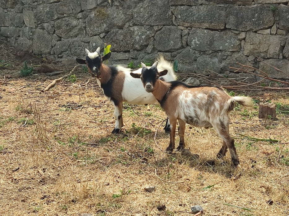 Cabrito Anão - 5 Meses