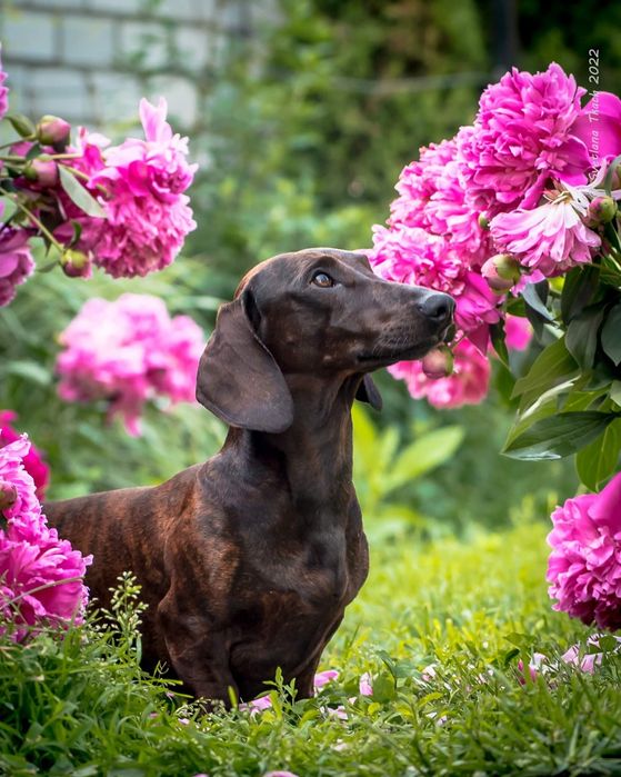 Такса стандартна тигрового забарвлення для в'язки