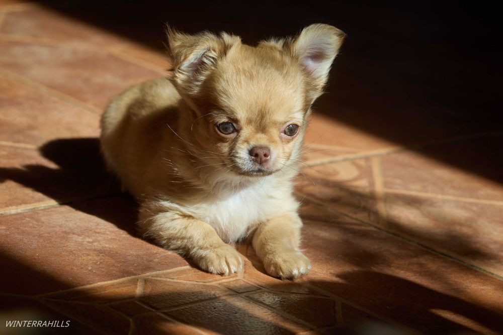 Чіхуашечки крихітки КСУ