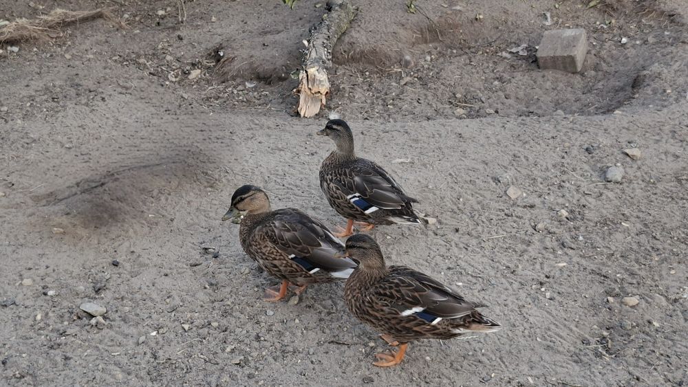 Kaczki call duck