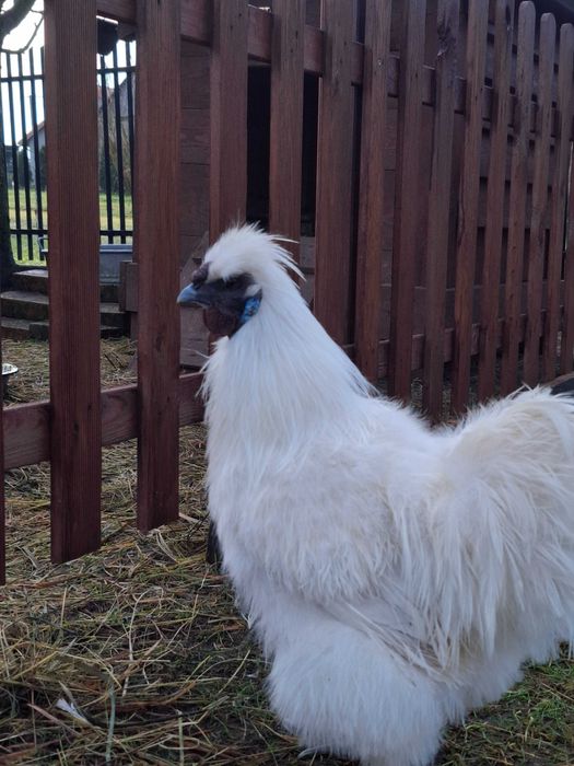 Młode koguty silka jedwabista możliwa zamiana