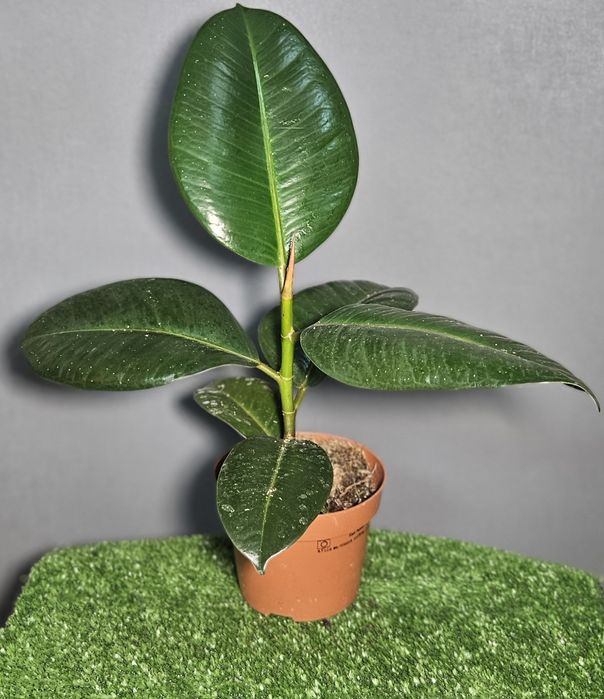 Продам цикас,драцены ,рипсалис,сансевиерию ,асплениум,фикус,замиокульк