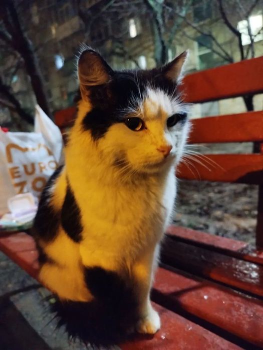 Отдам черно-белого котенка кота, 1,5 года