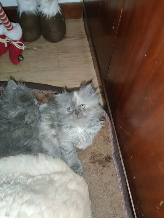 Menina persa tartaruga