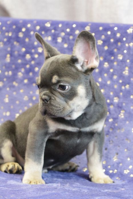 Французький бульдог