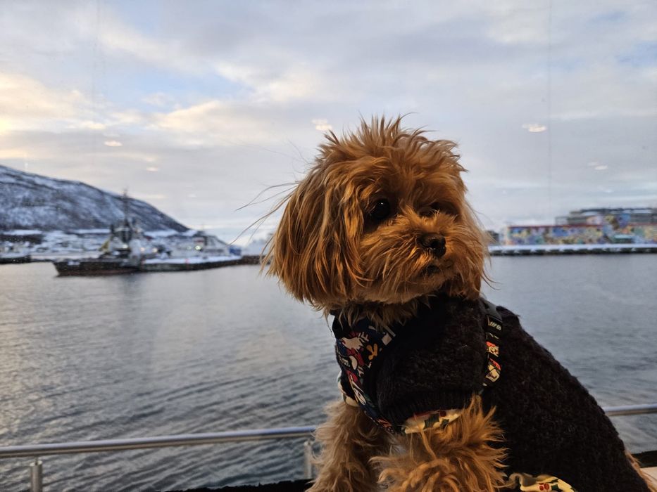 Maltipoo przepiękna dziewczynka
