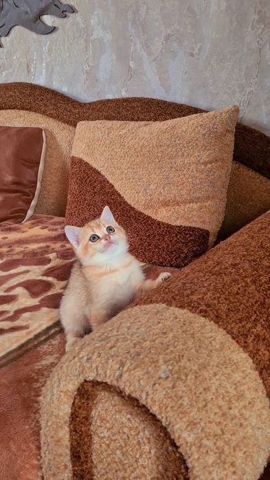 Шотландская ДЕВОЧКА золотая шиншилла