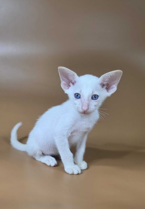 Ориентальный котенок сиамский красный мальчик Draco