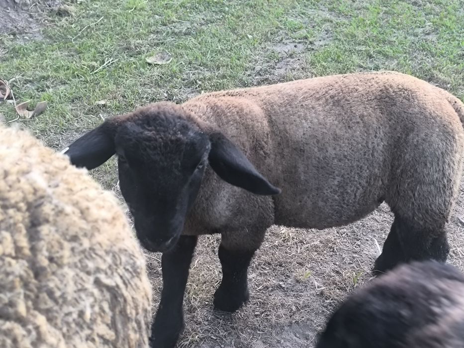 Borregos suffolks