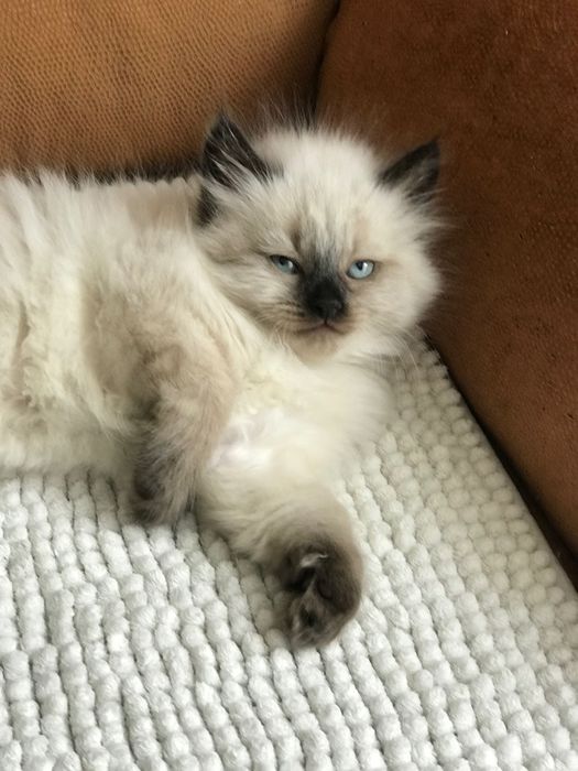 Котята породы Рэгдолл 1,5 мес