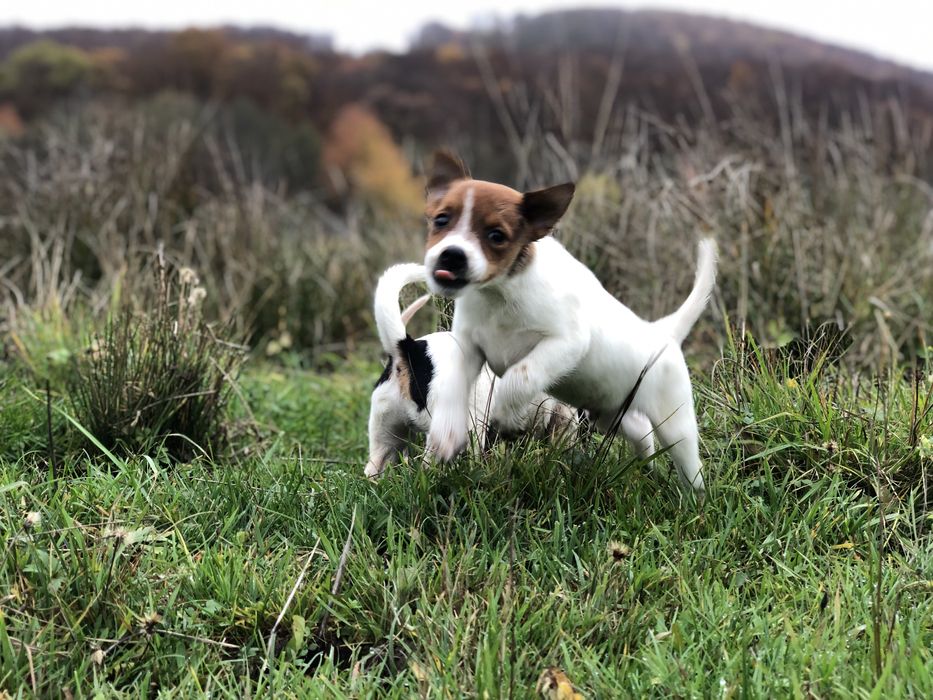 Джек Рассел щенки