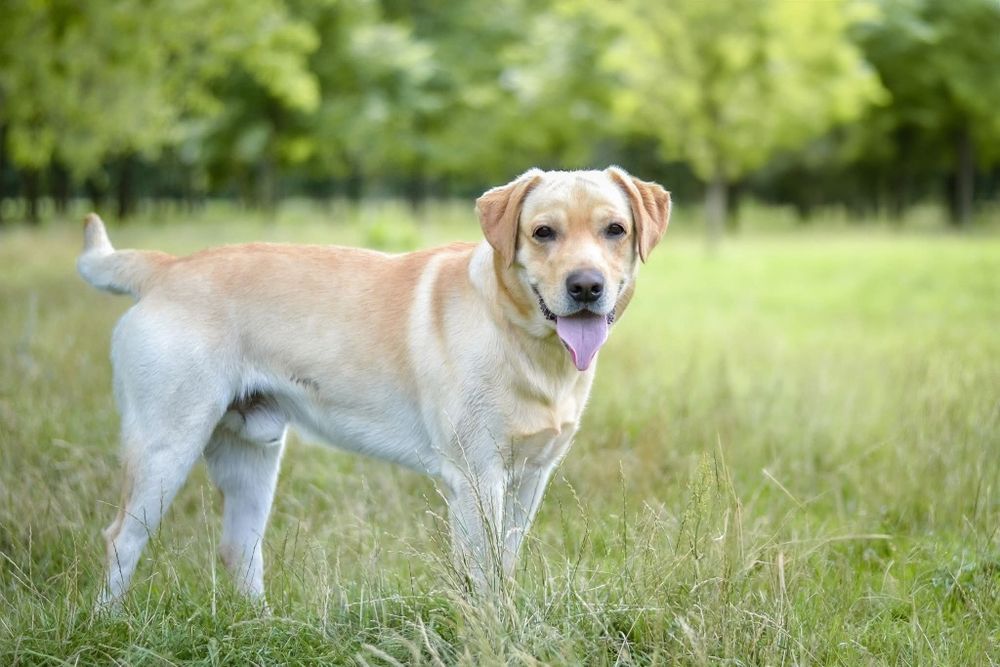 2 letni psiak w typie labradora szuka kochajego Domu!