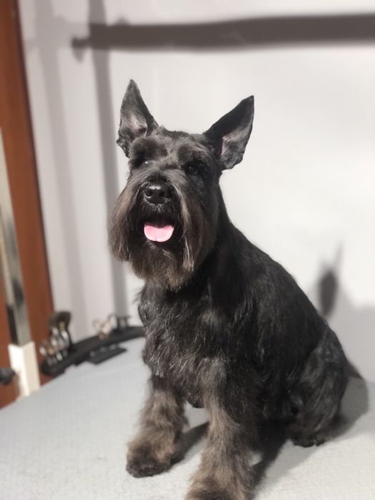 Грумінг, з думкою про Вашего улюбленця.