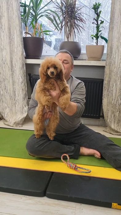 Пудель медиум(средний)