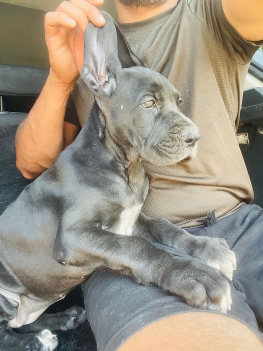 dog alemão fêmea