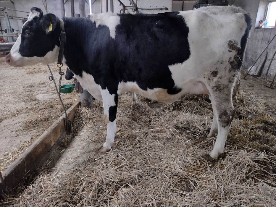 Jałówki wysokocielne