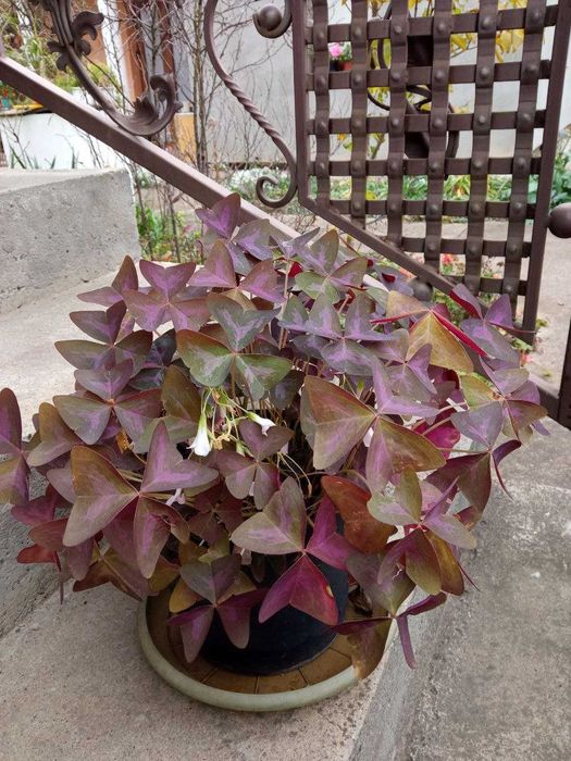 Оксаліс, квітка щастя, кислиця, мадам Баттерфляй САМОВИВІЗ