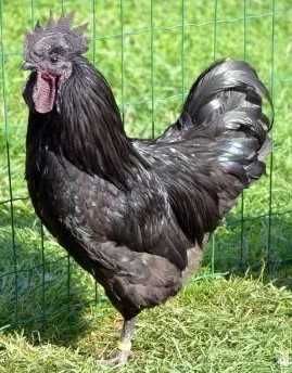 Півники молоді  ухейілюй