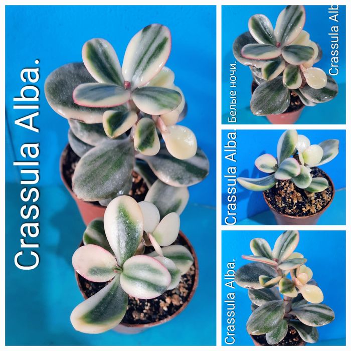 Редкие крассулы, толстянки, денежные деревья.