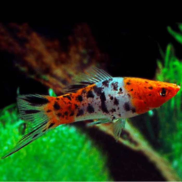 Mieczyk Hellera odmiana KOI - TRICOLOR - Xiphophorus helleri KOHAKU