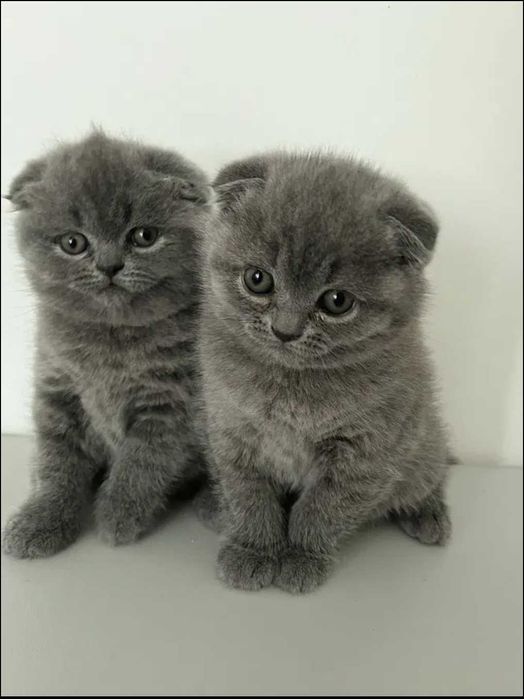 Продам шотландських висловухих кошенят