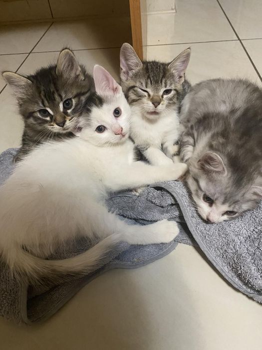 Відам котят в добрі руки