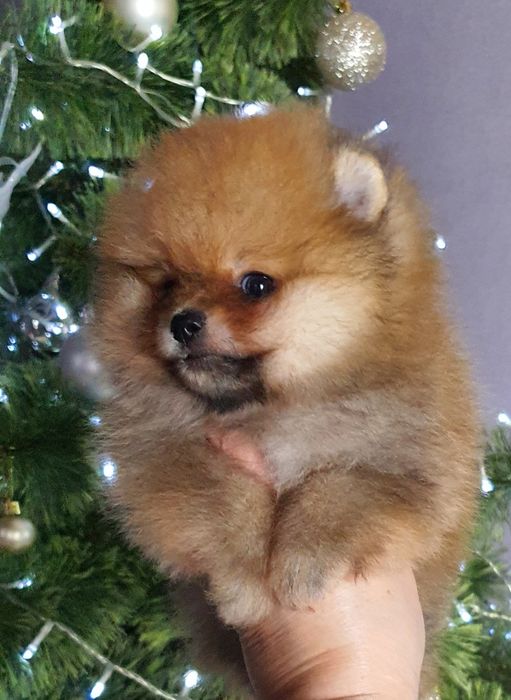 Померанский шпиц мальчик