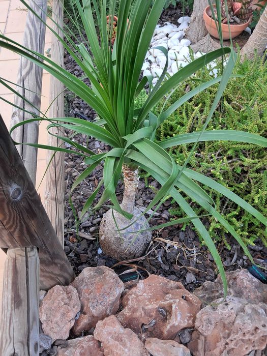 Beaucarneas recurvatas, patas de elefante