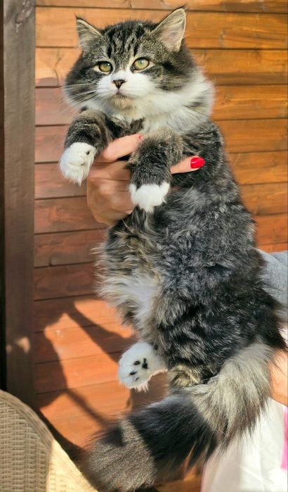 Kotka syberyjska FPL rodowód