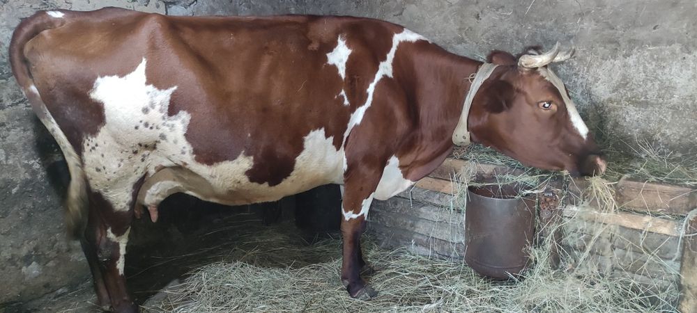 Продам айрширскую корову!